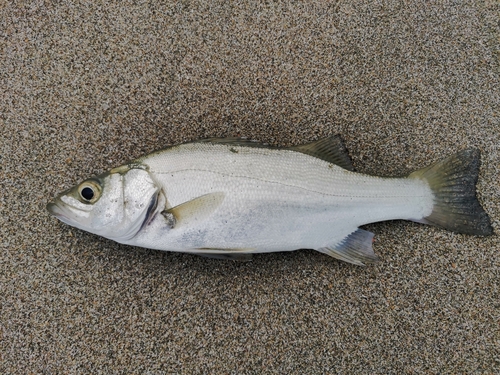 セイゴ（ヒラスズキ）の釣果