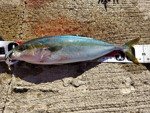 ワカシの釣果