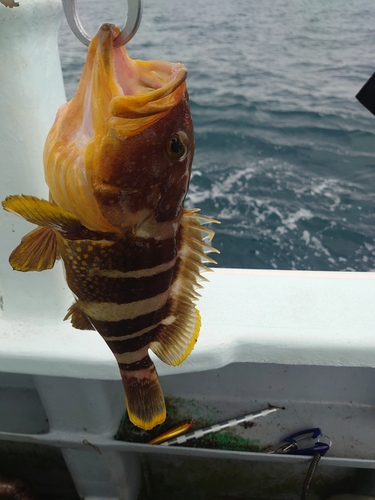 アオハタの釣果