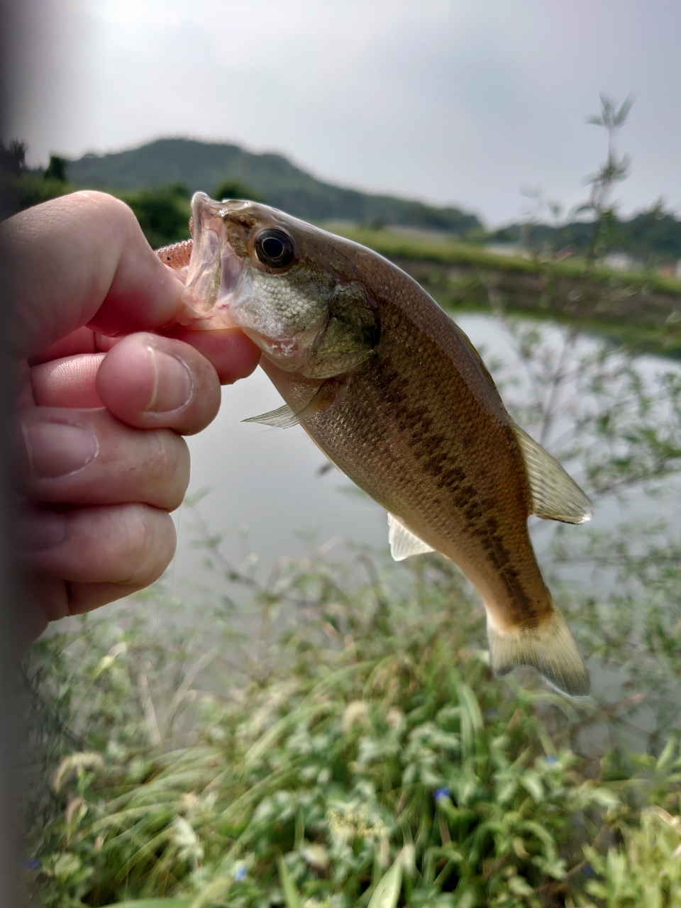 ブラックバス