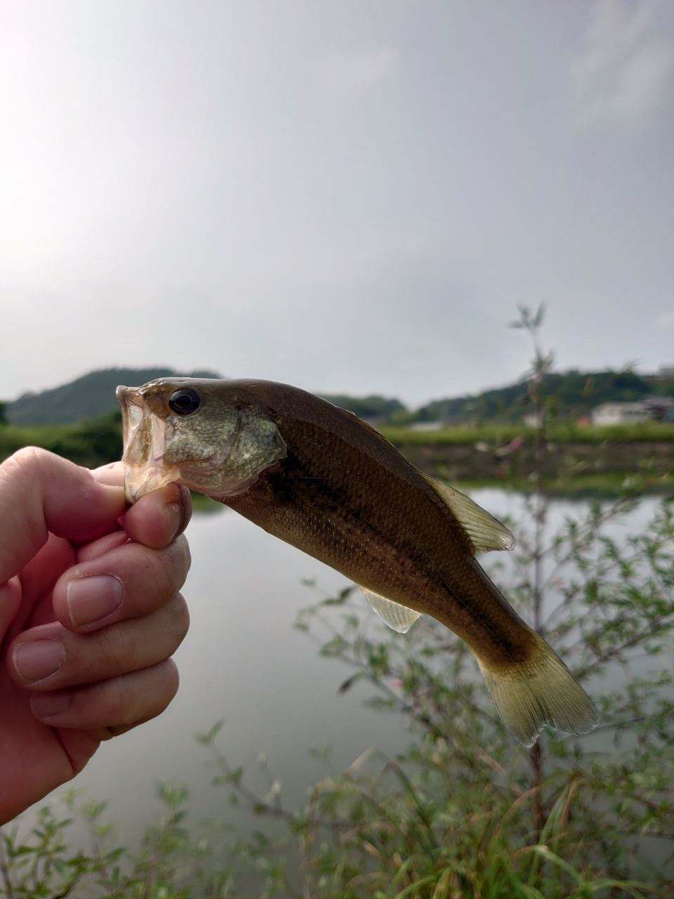 ブラックバス