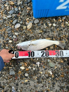 ニベの釣果