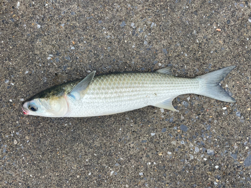 ボラの釣果