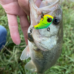 ヤぐっさん🐟アングラー5129703の釣果