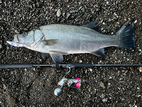 ヒラスズキの釣果