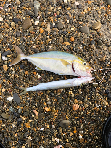 ショゴの釣果