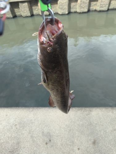 ナマズの釣果