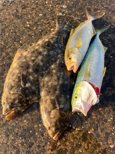 ヒラメの釣果