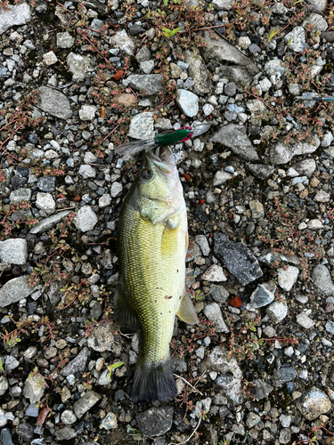 ラージマウスバスの釣果