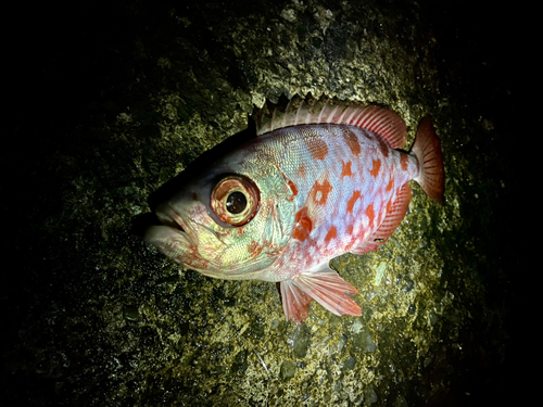 ゴマヒレキントキの釣果