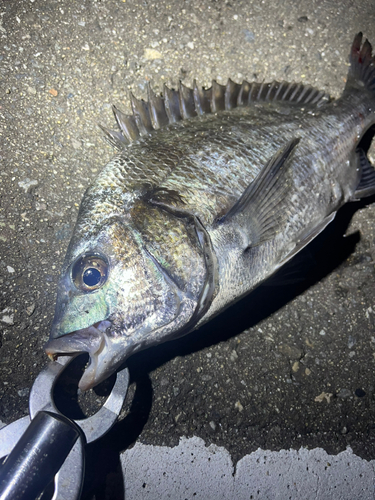 クロダイの釣果