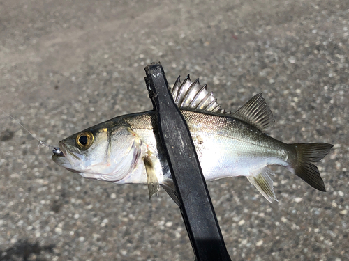 セイゴ（マルスズキ）の釣果