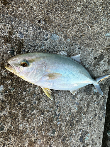 ワカシの釣果