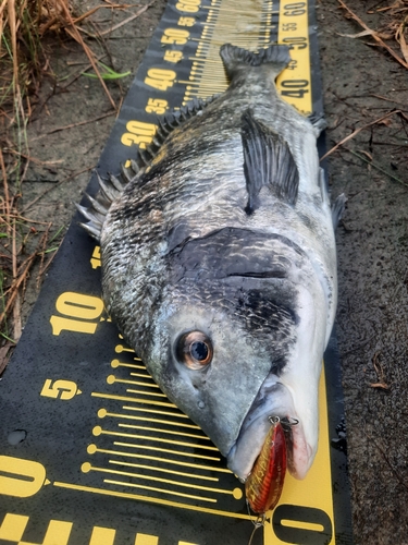 チヌの釣果