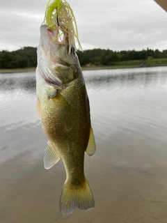 ラージマウスバスの釣果