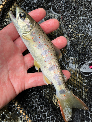 アマゴの釣果