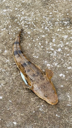 マゴチの釣果