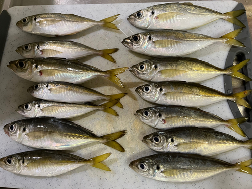 アジの釣果