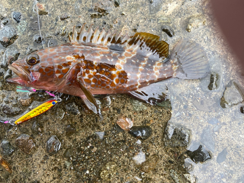 キジハタの釣果