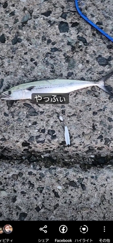 サゴシの釣果