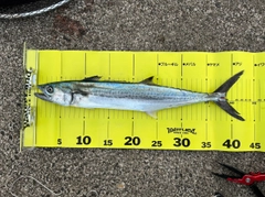 サゴシの釣果