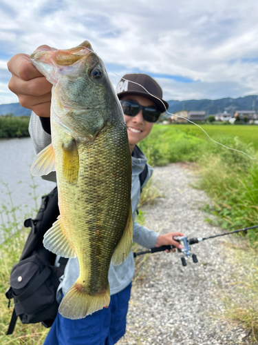 ラージマウスバスの釣果