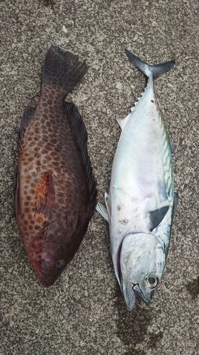 オオモンハタの釣果