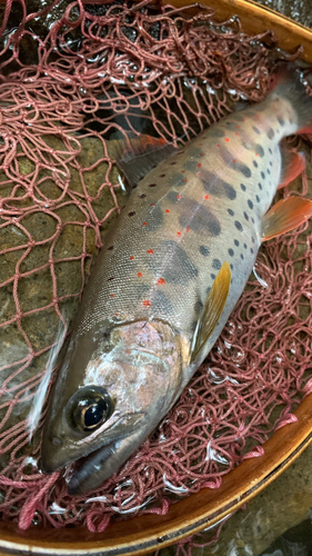 アマゴの釣果