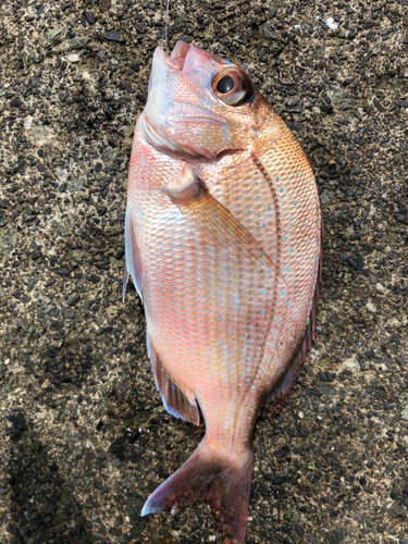 タイの釣果