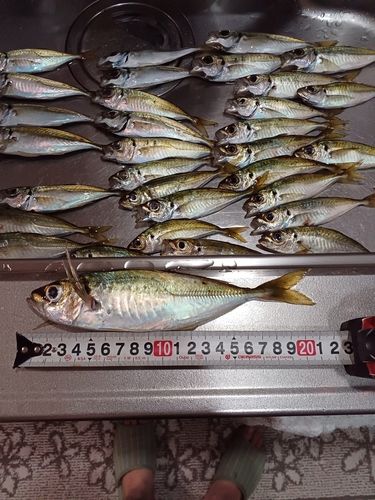アジの釣果