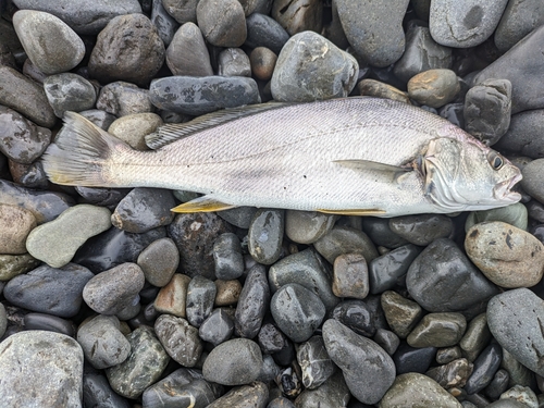 ニベの釣果