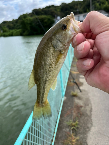 ラージマウスバスの釣果