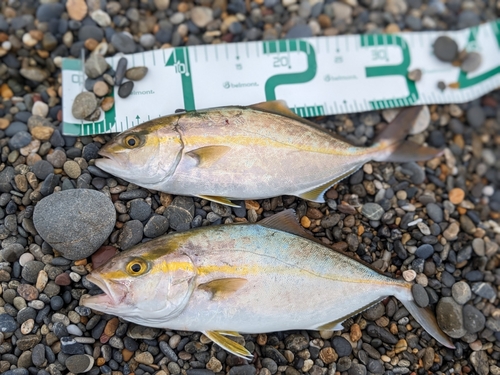 ショゴの釣果