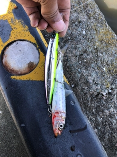 イワシの釣果
