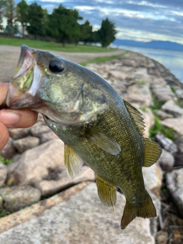 ラージマウスバスの釣果