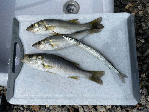 セイゴ（マルスズキ）の釣果