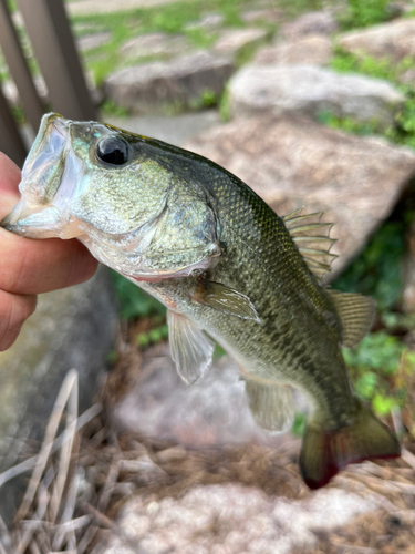 ラージマウスバスの釣果