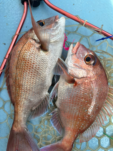 マダイの釣果