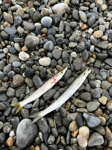 カマスの釣果