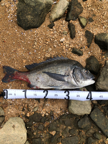 チヌの釣果