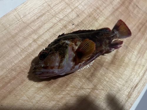 アラカブの釣果