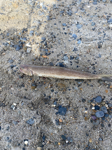 アカエソの釣果