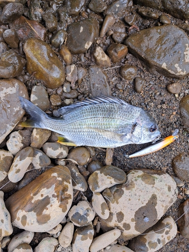 キビレの釣果