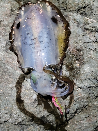 アオリイカの釣果