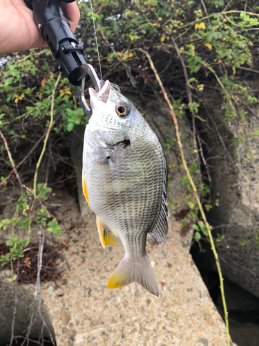 キビレの釣果