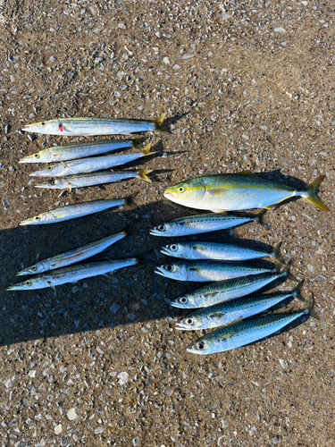 カマスの釣果