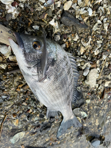 クロダイの釣果