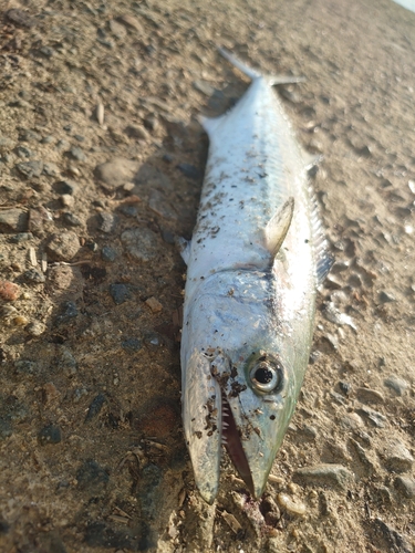 サゴシの釣果