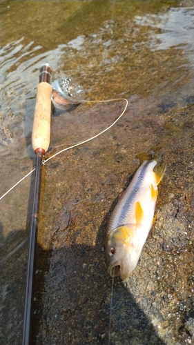 カワムツの釣果