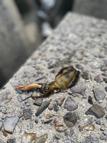 アオリイカの釣果